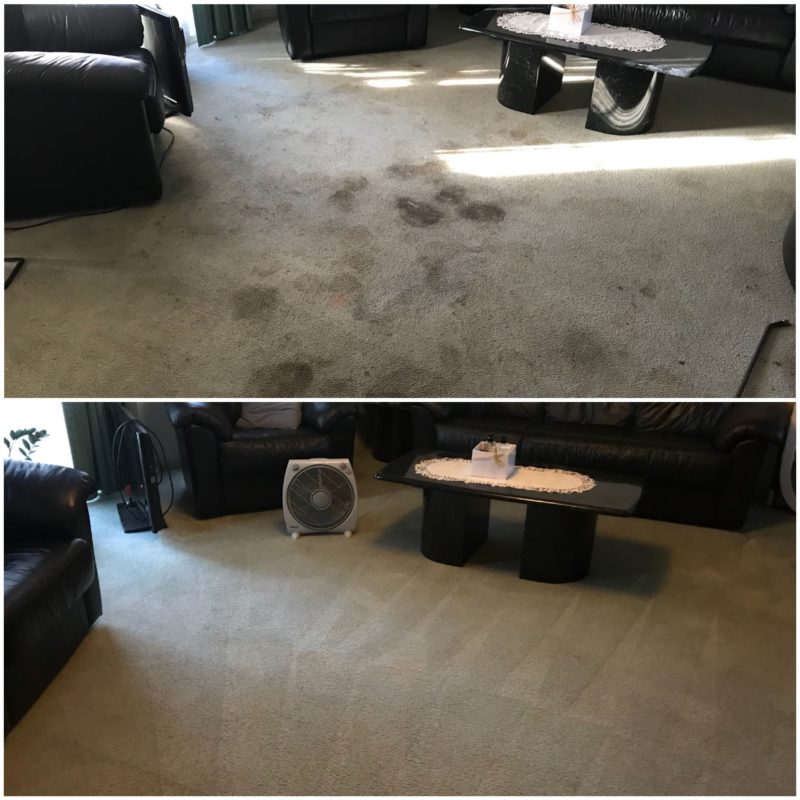 Carpet Steam Cleaning Services vs Carpet Shampooing