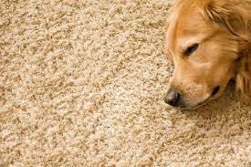 Furry Friends & Fresh Floors: Carpet Cleaning Tips for Pet Owners