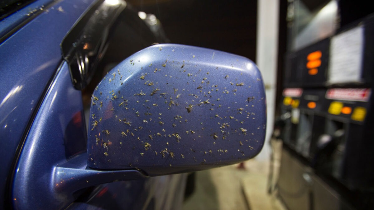 The Easiest Way to Clean Bugs From Your Car 